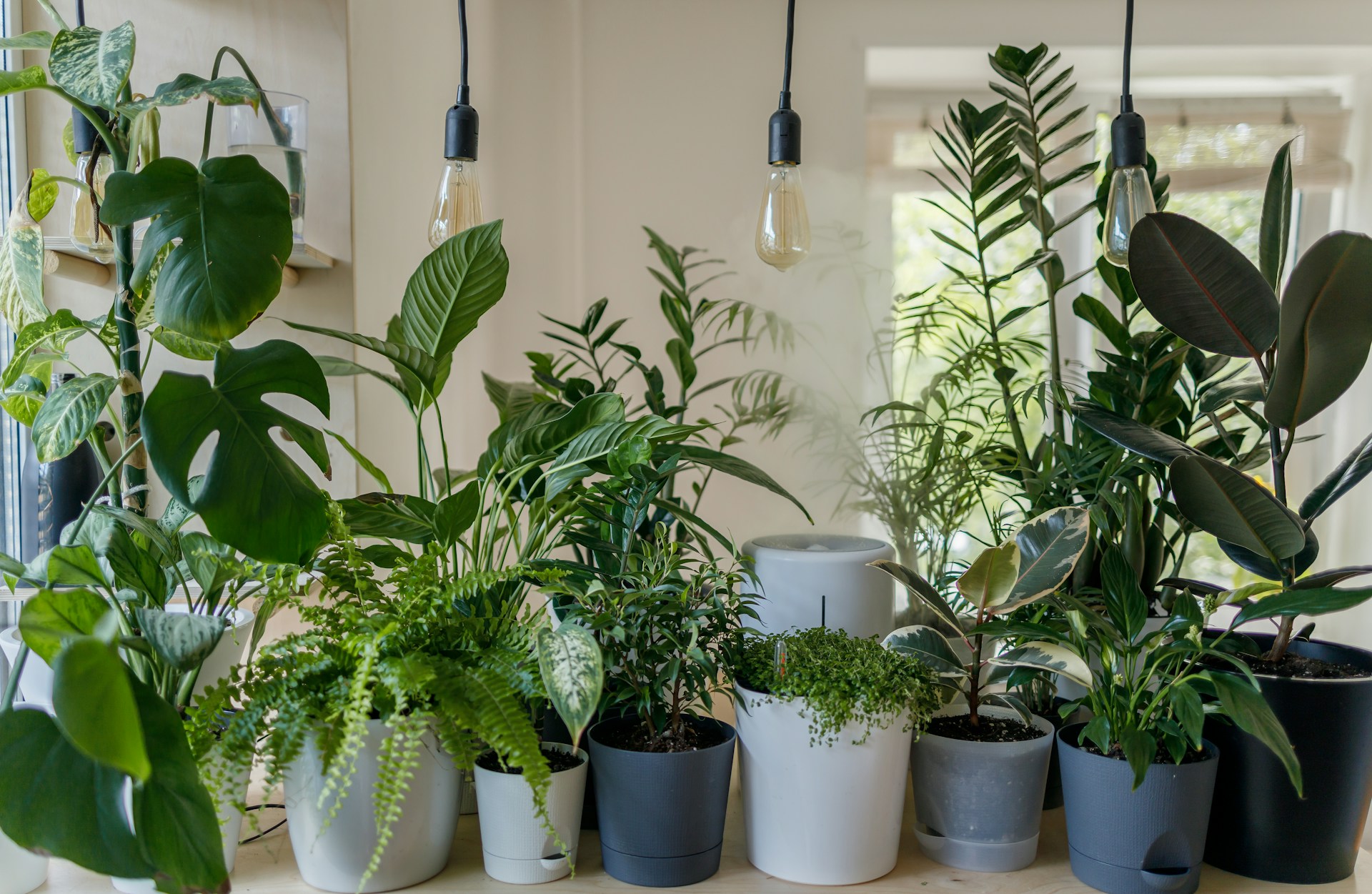 Top 15 plants that you should grow in your bedroom - Lam Hiep Hung JSC